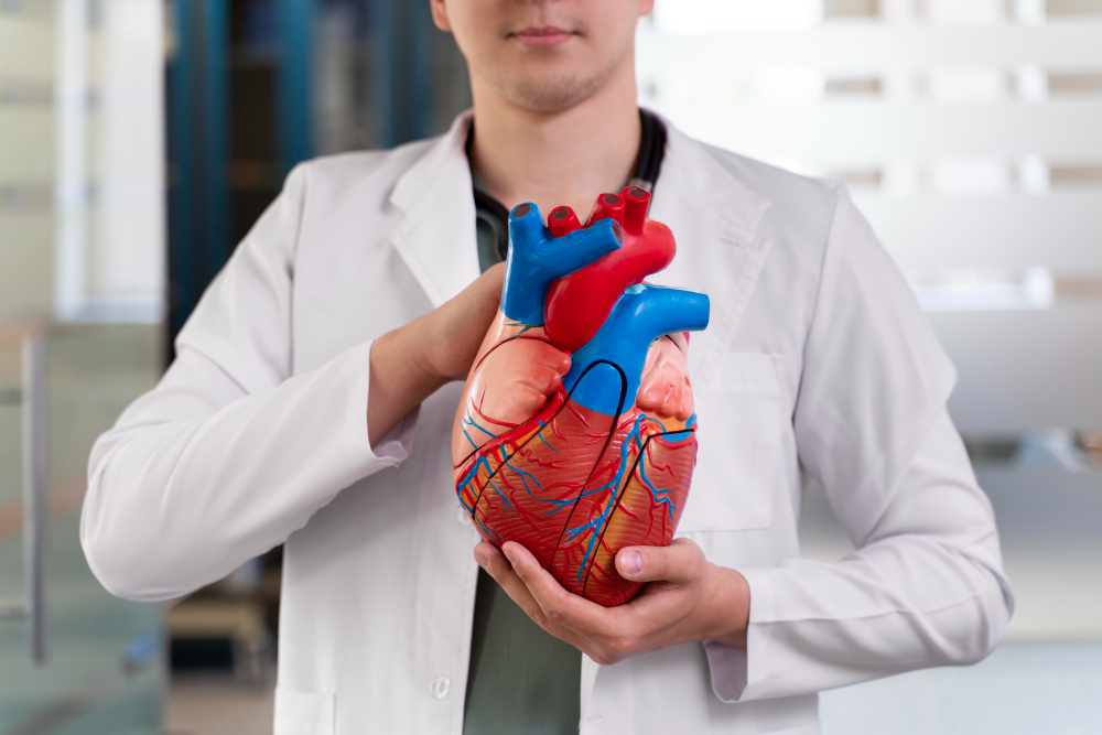 A person in a white lab coat holds a large anatomical model of a human heart, showing detailed veins, arteries, and chambers, in a medical or educational setting.