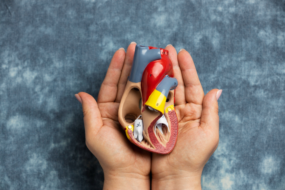 A person’s hands gently hold a detailed anatomical model of a human heart, showing internal structures and coloured sections, against a blurred blue background.