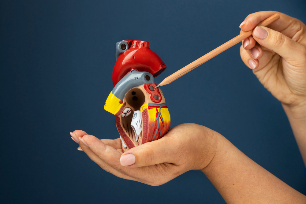A person holds a detailed anatomical model of a human heart in one hand whilst pointing to a specific part with a wooden stick against a blue background.